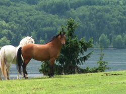 HDi: Horse friendship Stock Footage