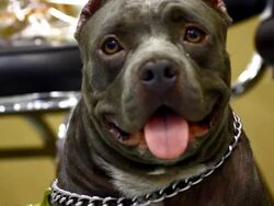 American Pit Bull Terrier dog Stock Footage