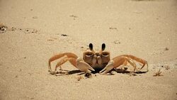 Beach crab close up cleaning eyes and walking Stock Footage