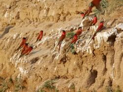 WS Carmine bee eater birds flying and going back to their nests carved at the river sides / Lukuzi, Eastern, Zambia Stock Footage