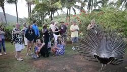 Tourists photographing peacocks at the Smith Family Garden and Luau Stock Footage
