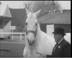 SUPREME AMONG STALLIONS News Clip