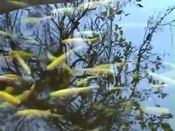 Fish swiming Stock Footage