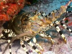 MS Shot of Single ornate spiny or rock lobster hiding in rock crevice observing surroundings and moving antennae / Mahe, Seychelles Stock Footage