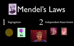 Mendelian Genetics Instructional Video