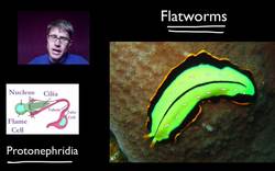 Homeostatic Evolution Instructional Video