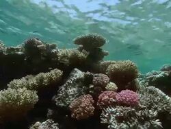 Shallow hard coral reef. Filmed in the Red Sea Stock Footage