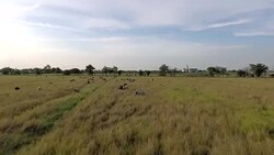 Aerial Top View of Cows on a Farm Stock Footage