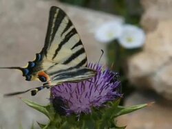 beautiful butterfly Stock Footage
