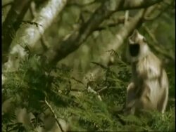 MS Nilgiri langur, Prebytis johnii, sitting in tree, Western Ghats, India Stock Footage