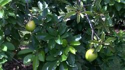 VOICED : Mosca asiatica atemoriza a productores de Florida News Clip