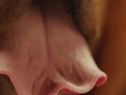 CU SLO MO Shot of Bloodhound dog tongue moving up and down / Shepperton, Middlesex, United Kingdom Stock Footage