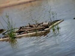 Flooded Storm Drain Stock Footage