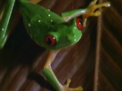 Red-eyed Tree Frog, CU frog on red leaf, moves forward.  Panama. Stock Footage