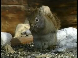 Red squirrel, Tamiasciurus hudsonicus, on ground eating, Arctic Stock Footage
