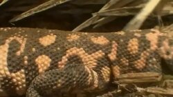 A Gila monster creeps over dry ground. Stock Footage