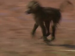 Young baboon nervously crosses water; with audio, Kenya Stock Footage