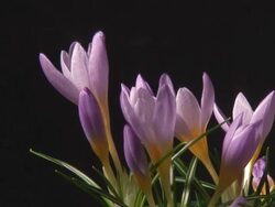 Crocus flower blooming Stock Footage