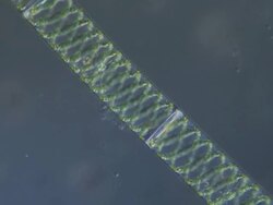 Tracking shot along filament of Spirogyra, lit with Differential Interference Contrast. Stock Footage