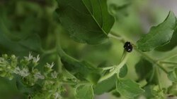 sweet basil flower with a bug. Stock Footage