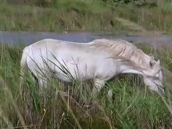MS Camargue horse eating grass in swamp / Saintes Marie de la Mer, Camargue, France Stock Footage