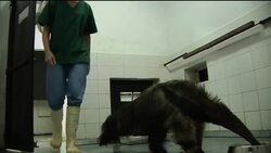 Giant anteater is reintroduced to Argentine reserve News Clip