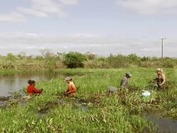 MS Women fishing baits with net / Mato Grosso do Sul, Brazil Stock Footage