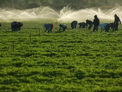 MS SLO MO Shot of farmworkers picking fruit in field in front of sprinkler / Oxnard, California, United States Stock Footage