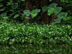 MS Water hyacinths growing gregariously in pond / Hakalau, Big Island,Hawaii, United States Stock Footage
