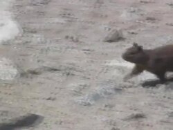 Ground squirrel  1080i/60 Stock Footage
