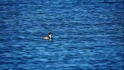Grebes in the lake Stock Footage