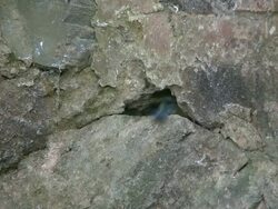 MS Tit bird flying into  with food in mouth / Saarburg, Rhineland-Palatinate, Germany  Stock Footage