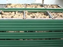 Transporting animals Stock Footage