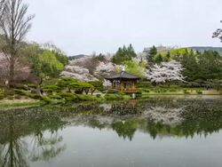 WS T/L Spring view of bomun pavilion and pond covering by petals with tourists / Gyeongju, Gyeongsangbuk do, South Korea Stock Footage
