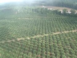 Aerial cloud over jungle, Maliau Basin, Sabah, Malaysia, Borneo Stock Footage