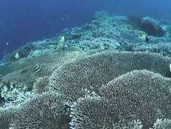 Hard Coral reef filled with sunlight and marine life Stock Footage