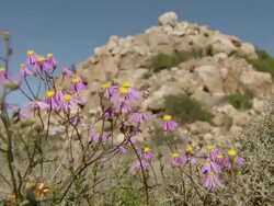 MS R/F Shot of Common felicia swaying or moving in breeze / Namaqualand, Northern Cape, South Africa Stock Footage