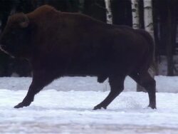 Bisons in the forest Stock Footage