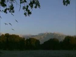 European Cranes (Grus grus) flying in to land, evening, north-east Extremadura in Dehesa, Spain Stock Footage