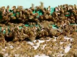 Many bees flying in front of the hive + Audio Stock Footage