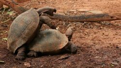 Turtles mating Stock Footage