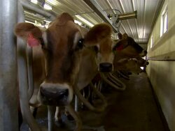 Close up of cows eating feed. Stock Footage