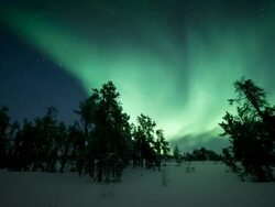 MS PAN T/L View of aurora with trees in foreground / Yellowknife, Northwest Territories, Canada  Stock Footage