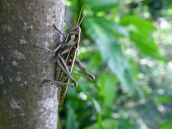 grasshopper Stock Footage