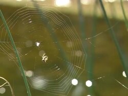MS Spider moving around webb / Visby, Nar, Ljugarn, Gotland, Sweden  Stock Footage