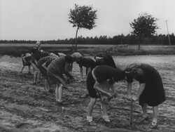 Growing the food supply in Post War Germany Stock Footage