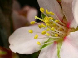 Pink Almond Flower Blooming in macro Stock Footage