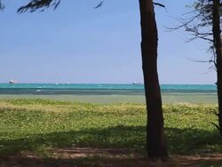 Look the sea through pine tree Stock Footage