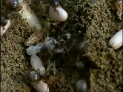 CU Garden Ants (Yellow Field Ant, Lasius flavus) moving pupae, England Stock Footage