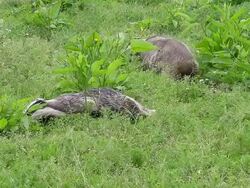 MS TS Shot of European Badger, meles meles, Pair walking on Grass, Normandy / Calvados, Normandy, France Stock Footage